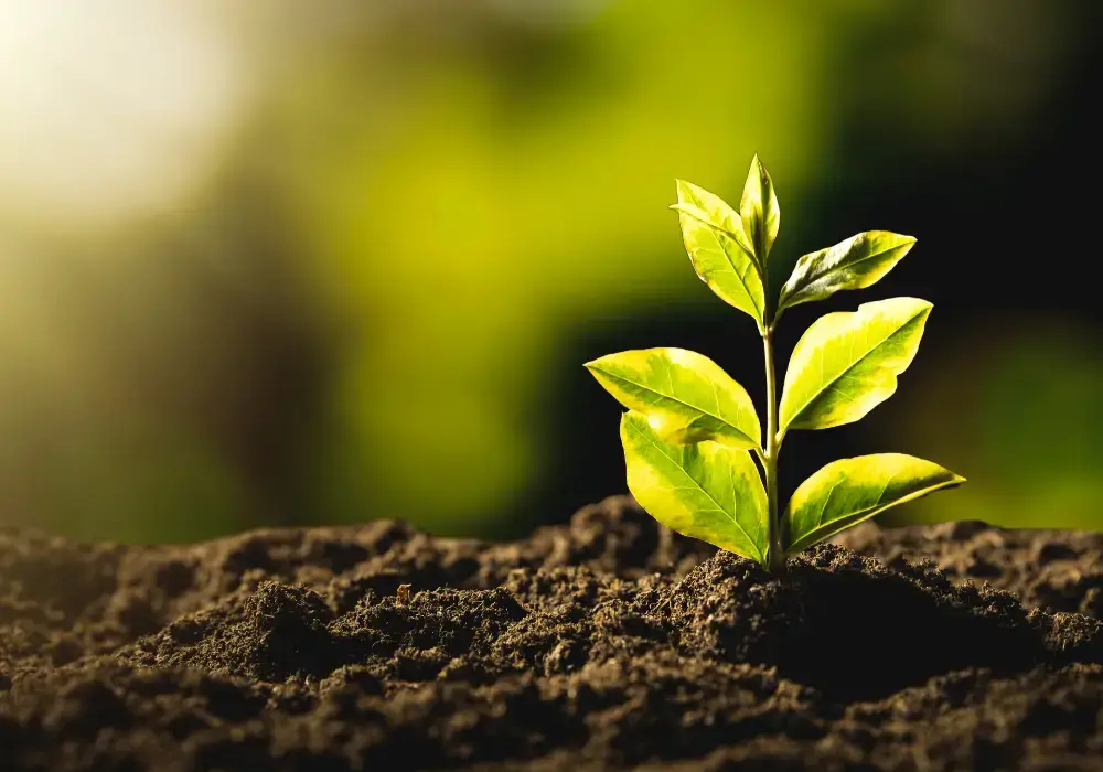 green sprout shooting up through dirt mound